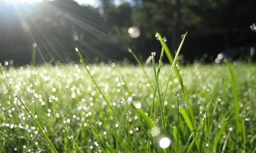 Våd græsplæne med solskin