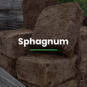 Sphagnum