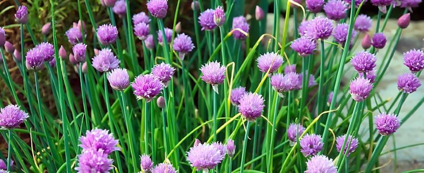 Purløg med blomster