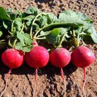 Cherry belle radiser Cherry belle radiser