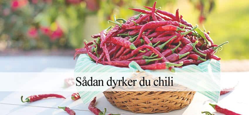 Chili dyrkning guide