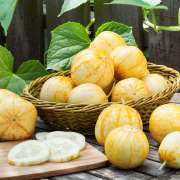 Citronagurk Citronagurker