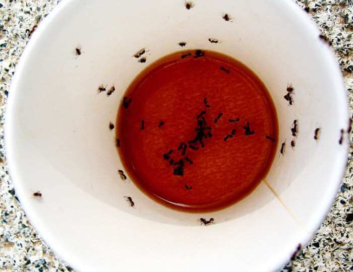 Hjemmelavet myrerfælde