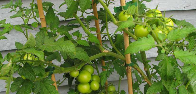 Forvirre biord Regenerativ Dyrkning af tomater - Sådan dyrker du tomater (Komplet guide)