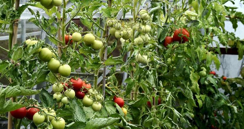 Tomater i drivhus