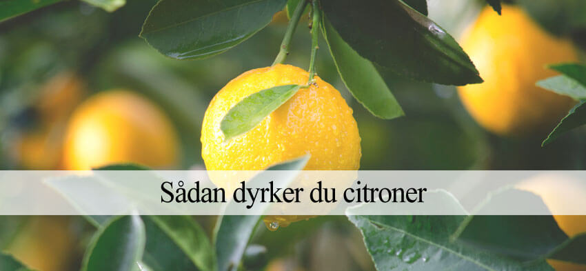 dyrkning af citrontræer og citroner