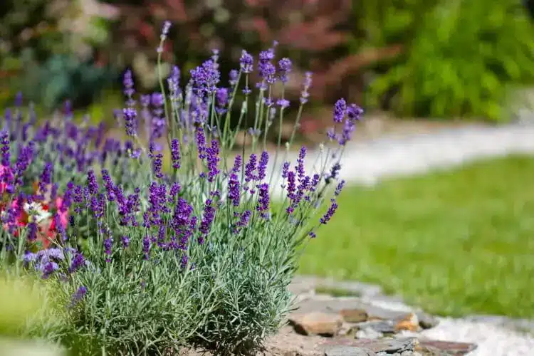 Dyrkning lavendel Plantning pasning - Havehandel.dk