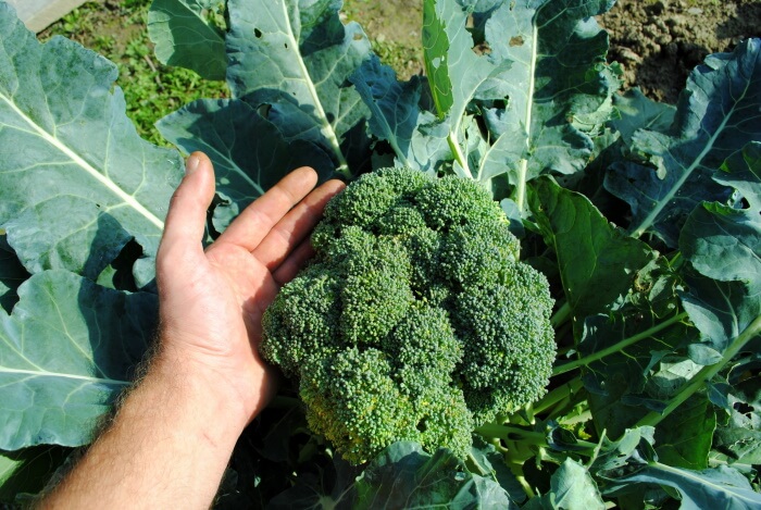 Broccoli dyrkning i haven