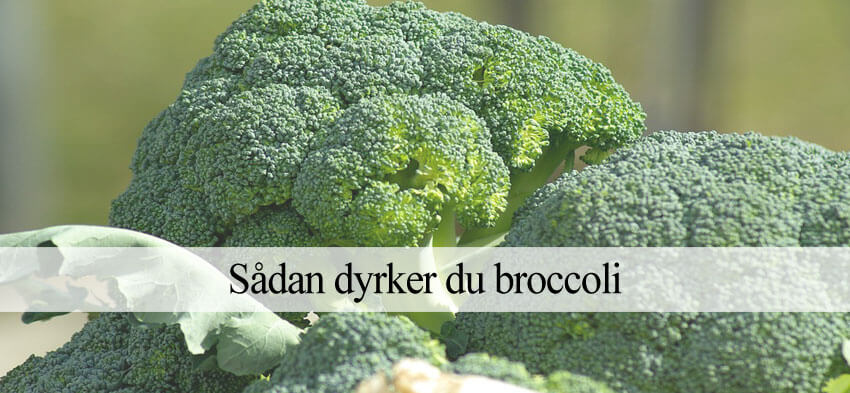 dyrke broccoli