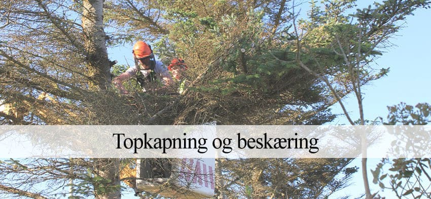 topkapning træ