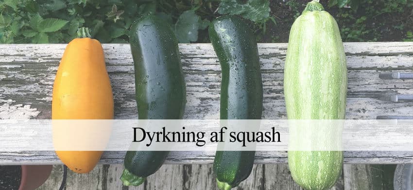dyrke gule og grønne squash
