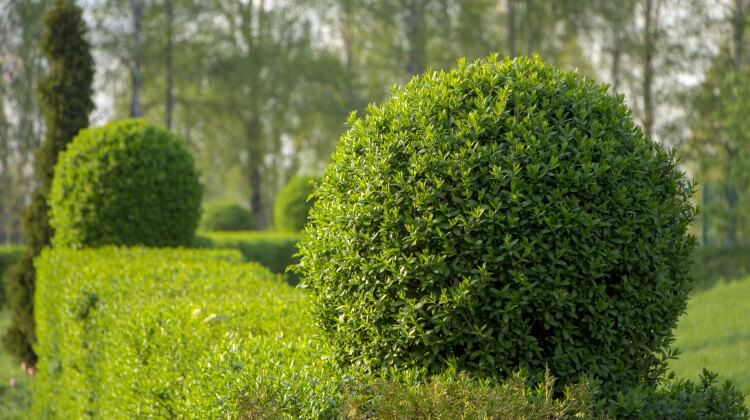 Kugleformet ligusterhæk