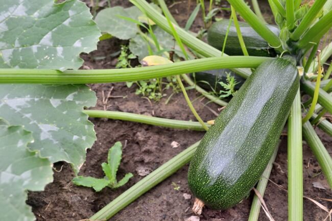 squash zucchini dyrkning