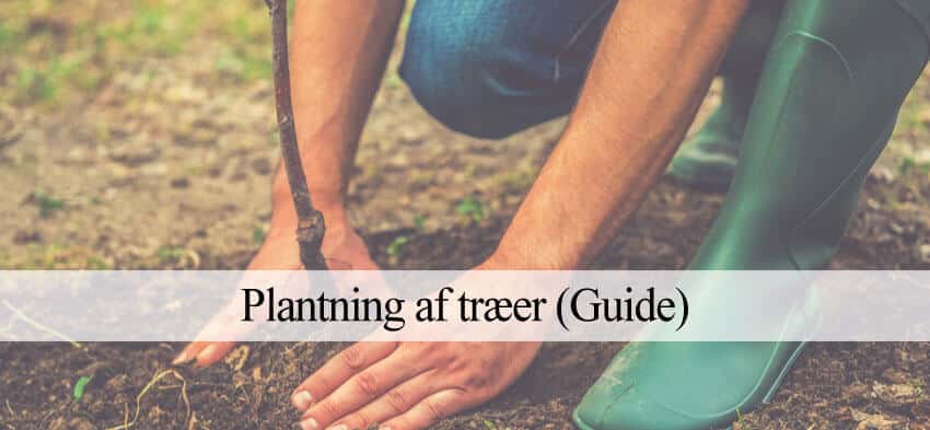 plante træer guide