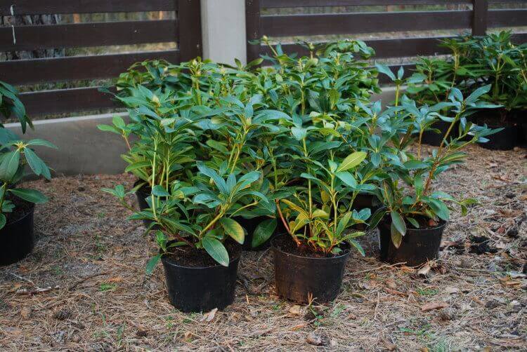 rhododendronplanter klar til udplantning