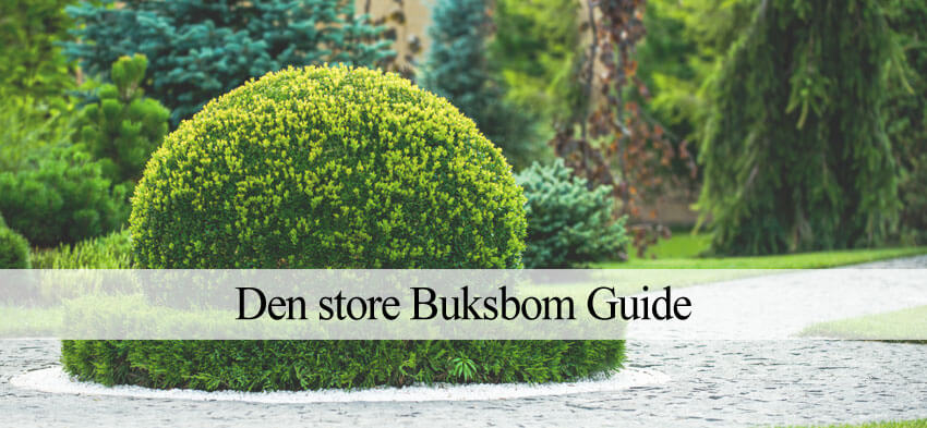 Buksbom guide