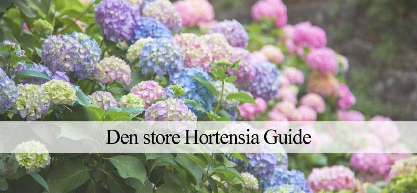 hortensia plantning