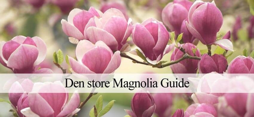 Magnolia plantning