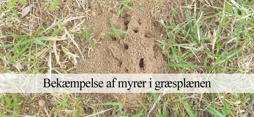 fjerne myrer i græsplæne