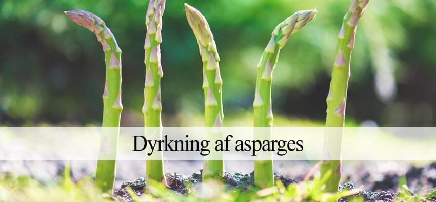 asparges dyrkning