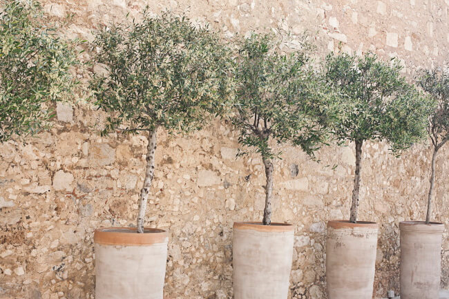 Oliventræ i krukke