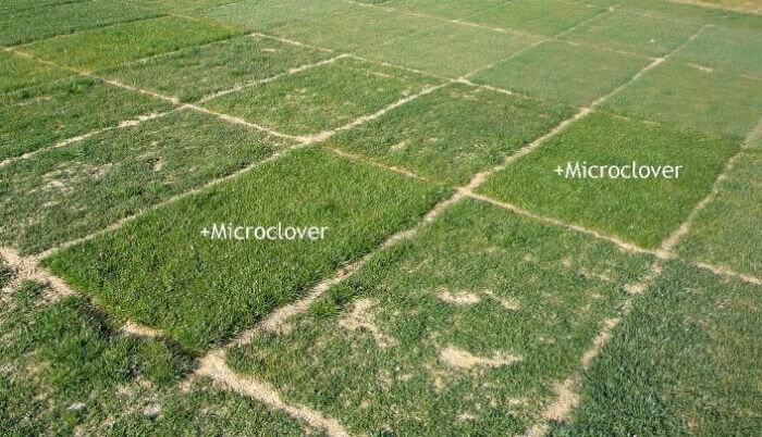 mikrokløver test