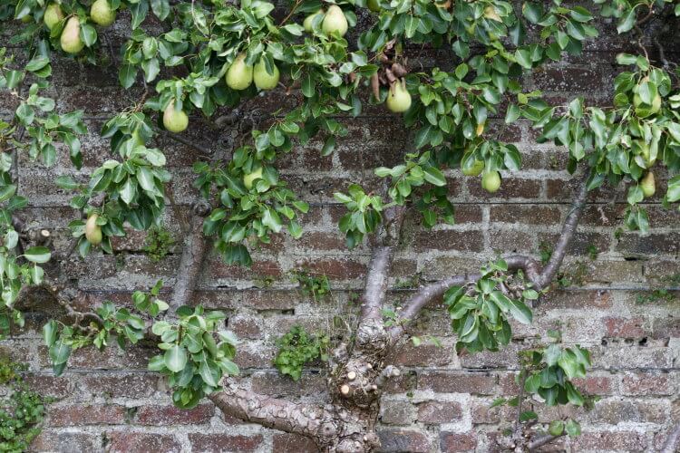 pæretræ op ad husmur