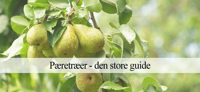 pæretræ plantning guide