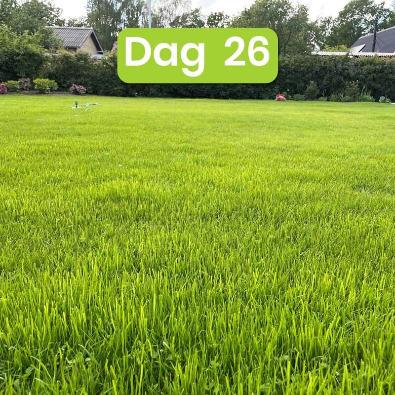 ny græsplæne efter 26 dage