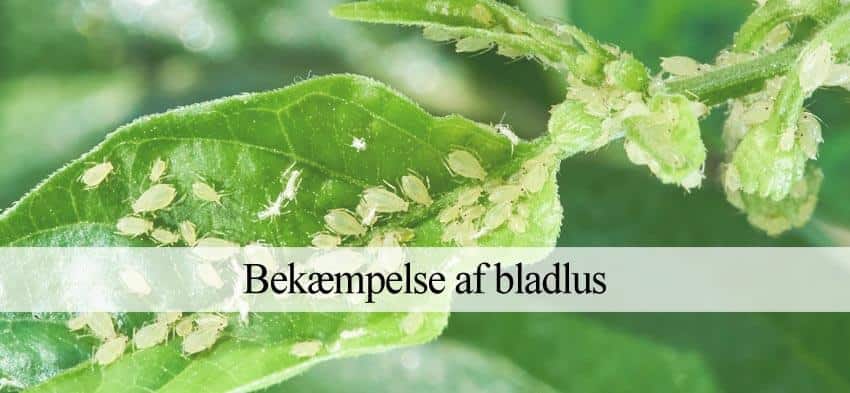 bladlus i haven