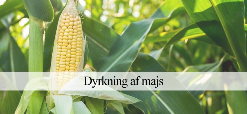 Dyrke majs i haven