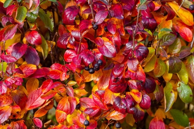 Aronia busk efterår