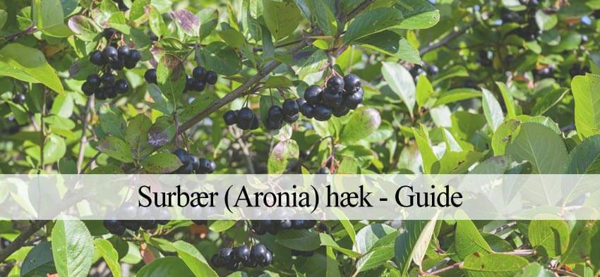 aronia hæk guide