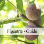 dyrke figentræ