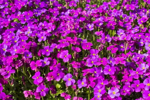 Primula juliae