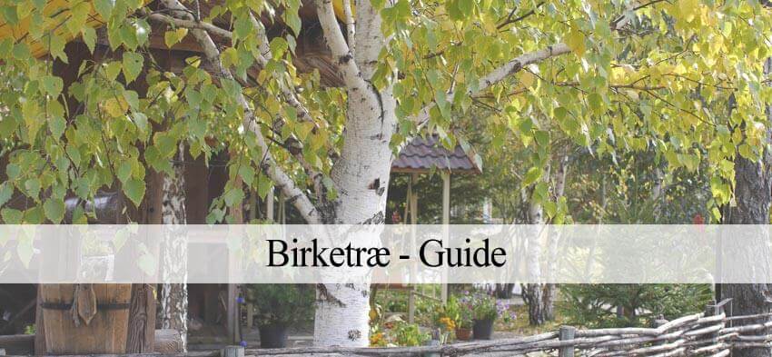 birketræ plantning og pasning