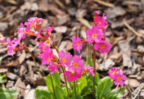 Primula rosea
