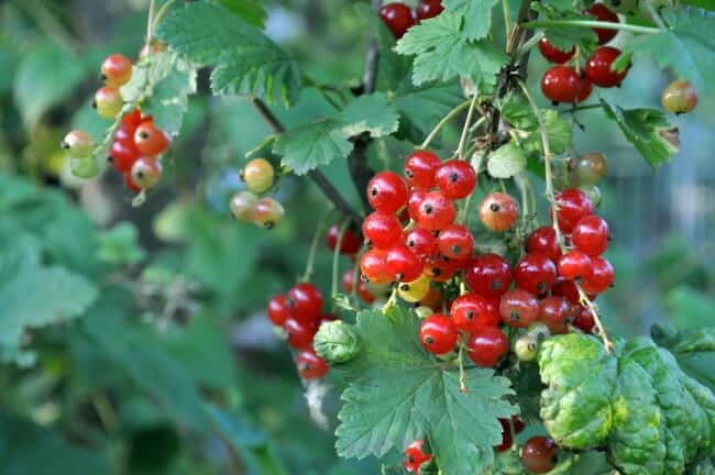 Ribes rubrum