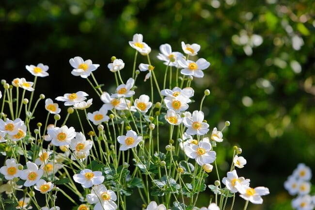 høstanamone med hvide blomster