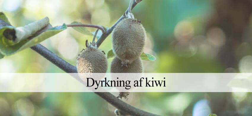 Kiwi træ dyrkning