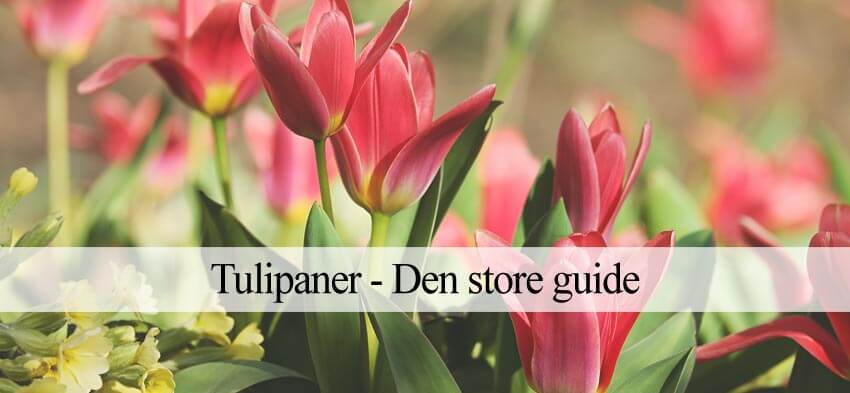 tulipaner vejledning