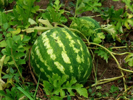 vandmelon plante