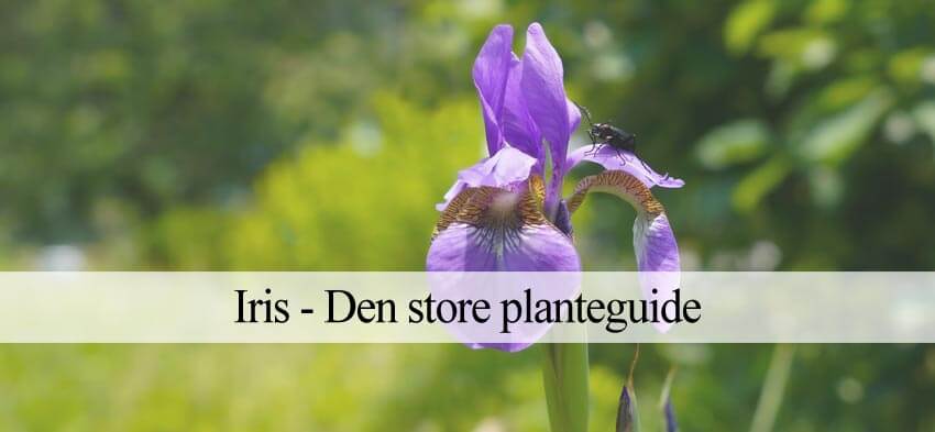 iris til haven