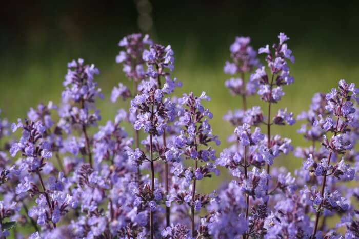 katteurt der blomstrer