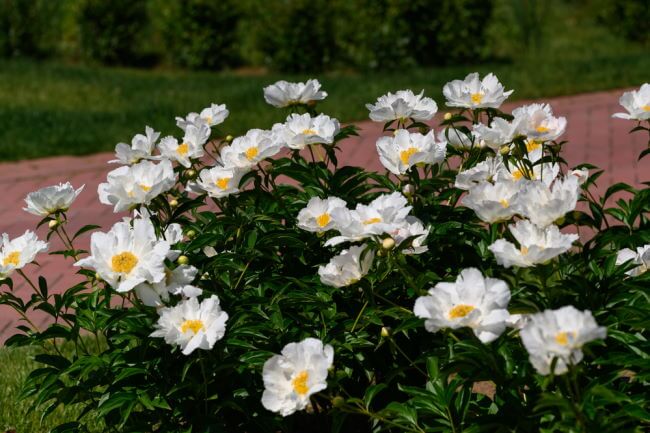 Pæoner (Bonderoser) haven - Plantning - Havehandel.dk