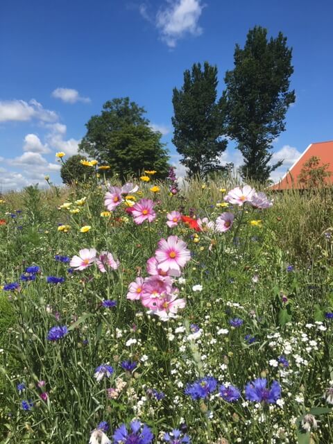 sommerblomster frø