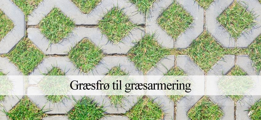 græsfrø til græsarmering