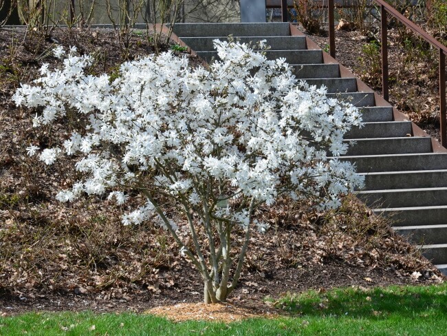 Hvid stjerne magnolia