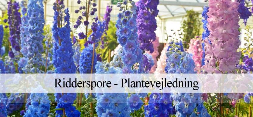 ridderspore i haven