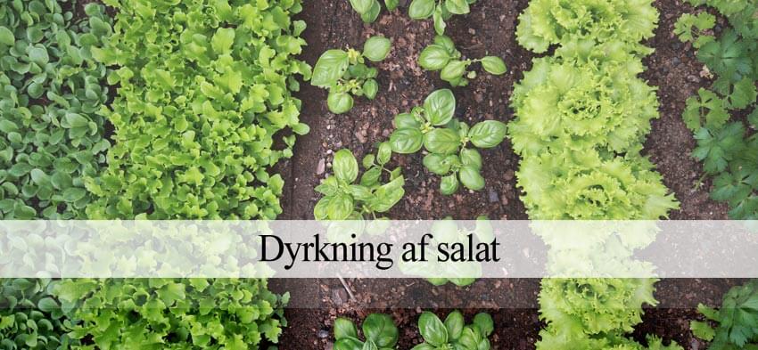 dyrke salat